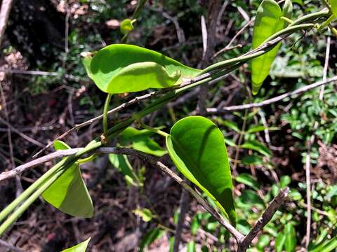 Image of Vincetoxicum ovatum Benth.