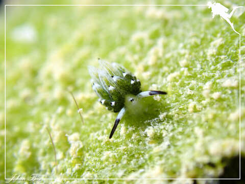 Image of Costasiella usagi Ichikawa 1993