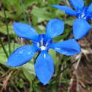 Image of Gentiana pumila subsp. delphinensis (Beauv.) P. Fourn.