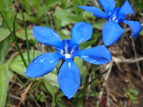 Image of Gentiana pumila subsp. delphinensis (Beauv.) P. Fourn.