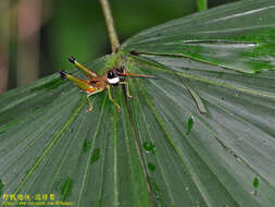 Image of Cingalia dubia (Walker & F. 1870)