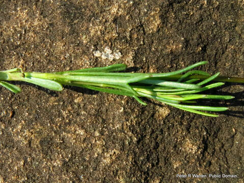 Image of Euryops laxus (Harv.) Burtt Davy