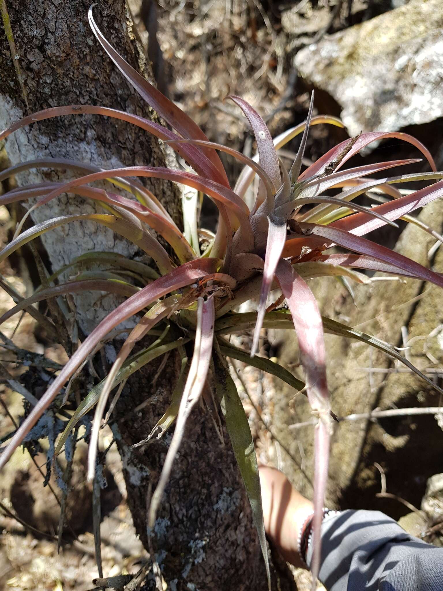 Image of Tillandsia capitata Griseb.