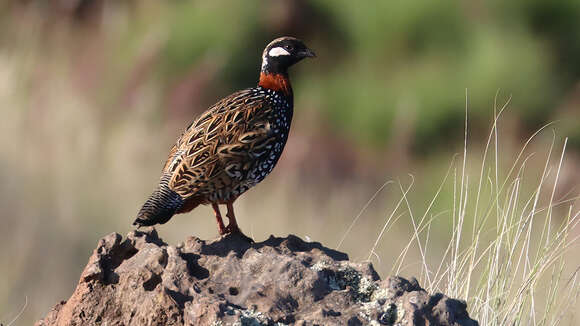 Image of Black Francolin