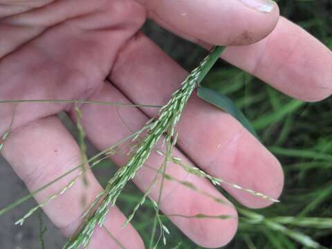 Image of lovegrass tridens