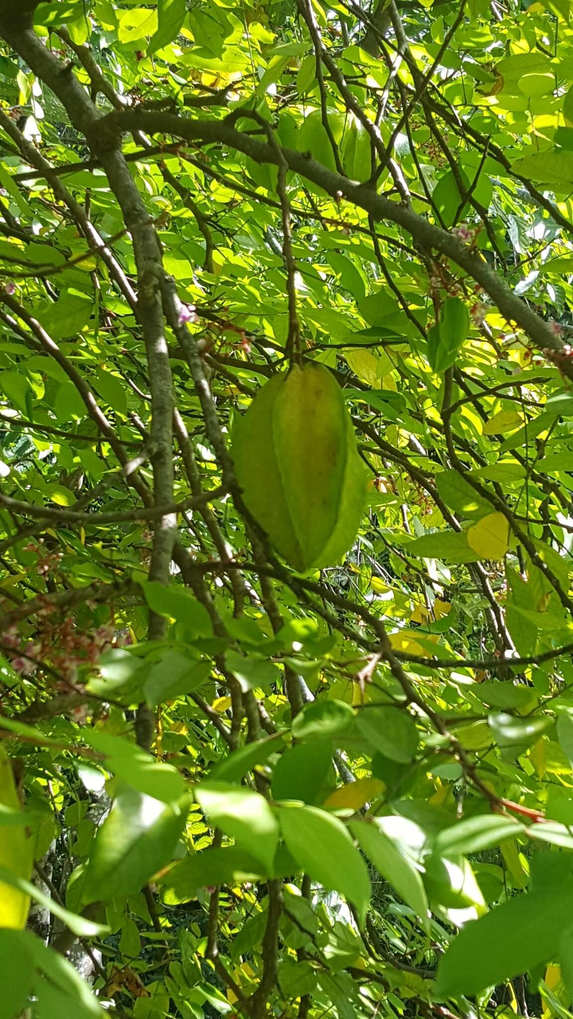 Image of carambola