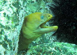 Image of Yellow moray