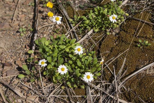 Image de Bellium fausse pâquerette