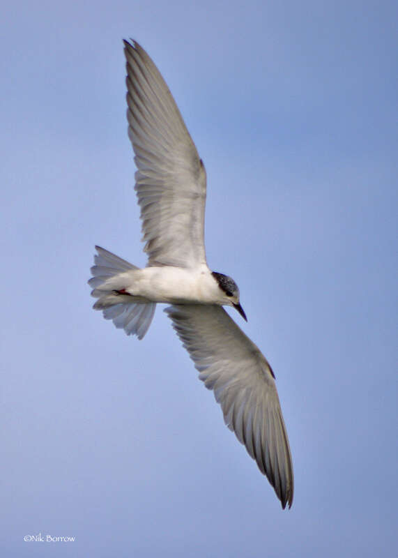 Image of Whiskered Tern