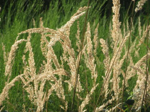 Imagem de Calamagrostis epigejos (L.) Roth