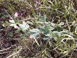 Image of Field pea