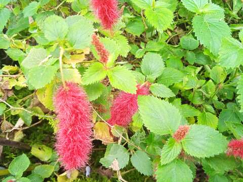 Plancia ëd Acalypha herzogiana Pax & K. Hoffm.