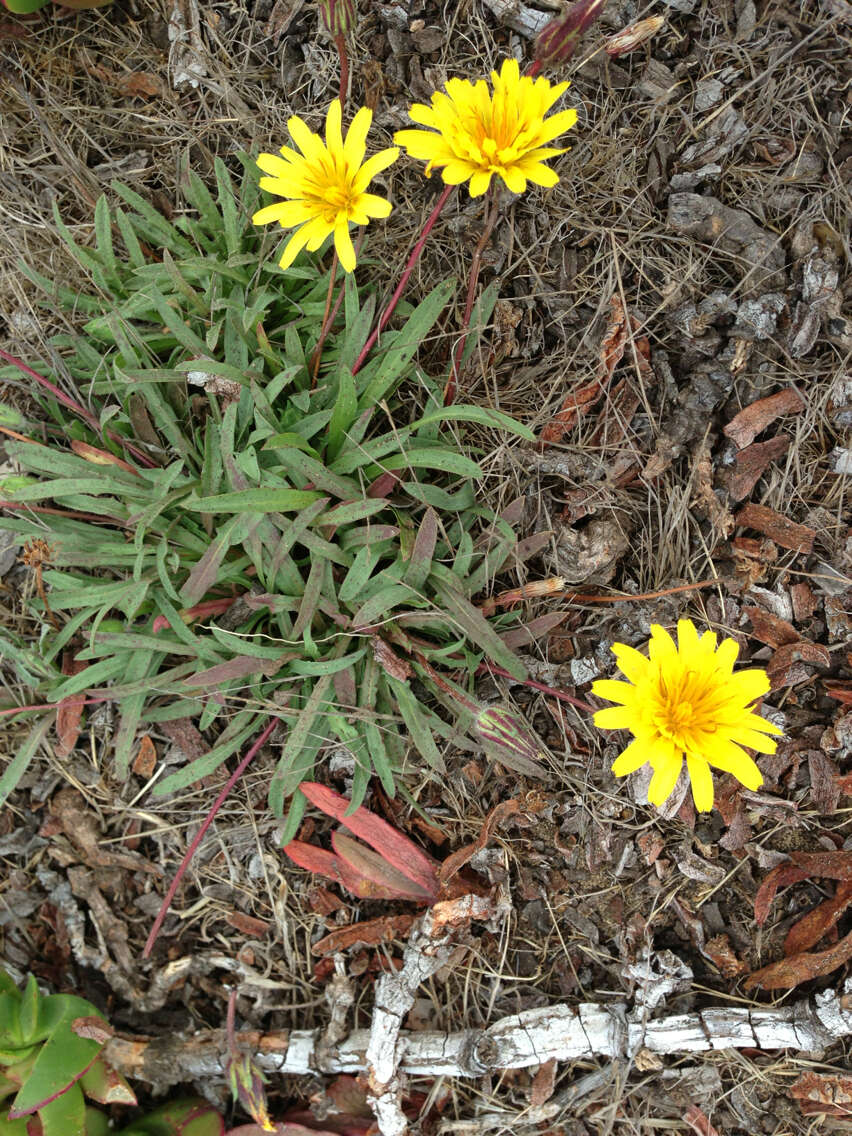 Image of woolly goat chicory