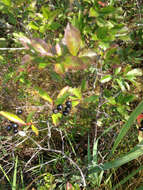 Image of Chokeberries