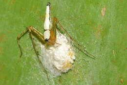 Image of Oxyopes shweta Tikader 1970