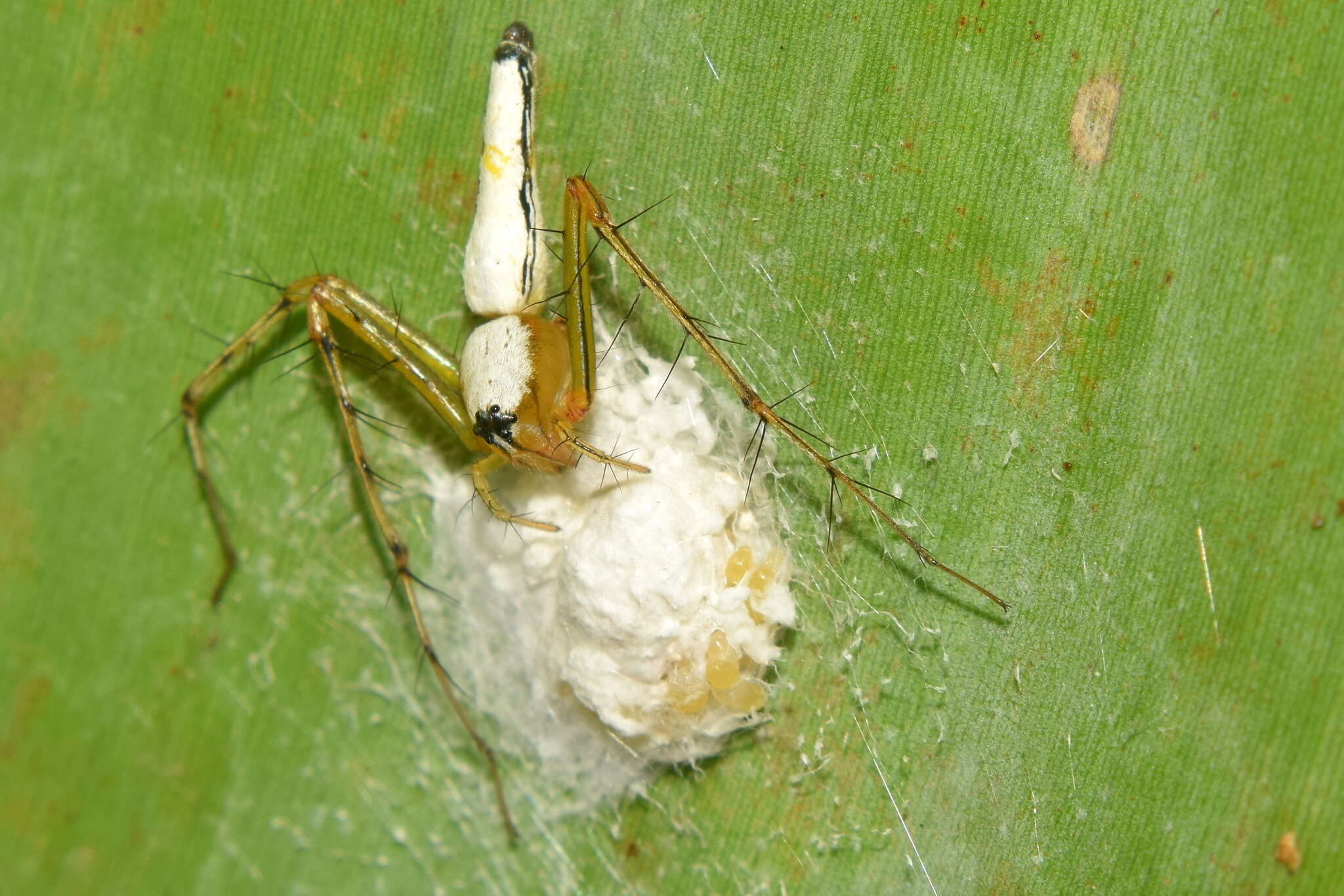 Image of Oxyopes shweta Tikader 1970