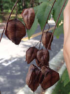 Image of Golden-rain tree