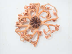 Image of northern basket star