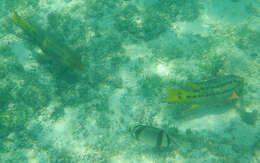 Image of Mexican hogfish