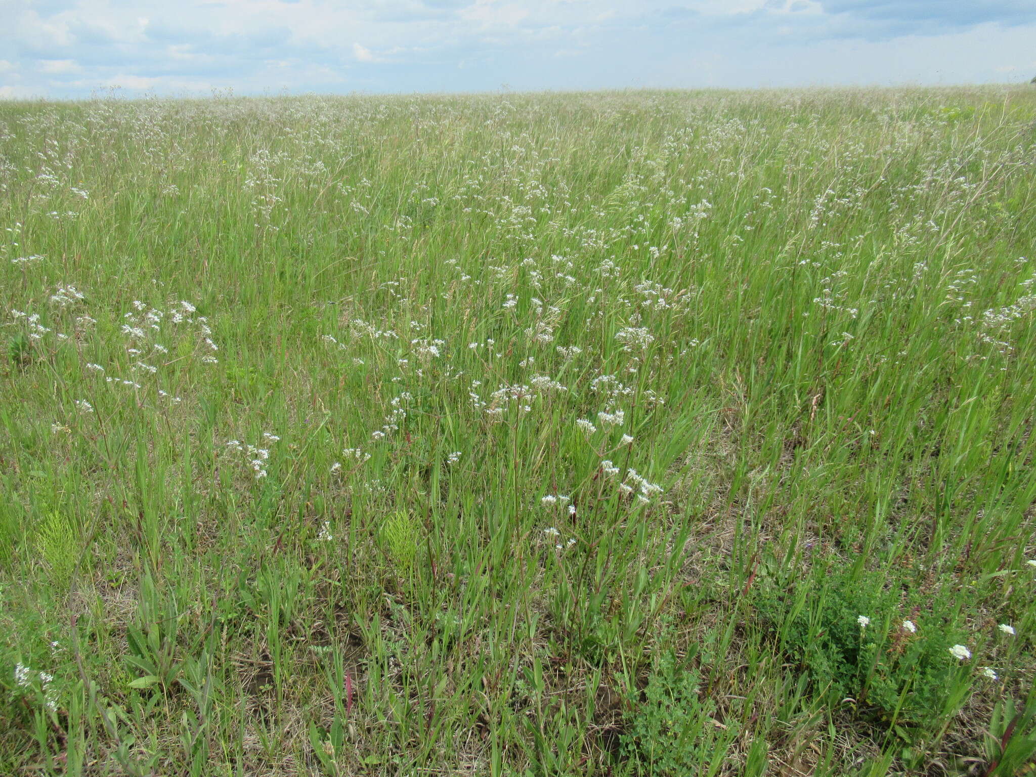 Image of Gypsophila altissima L.