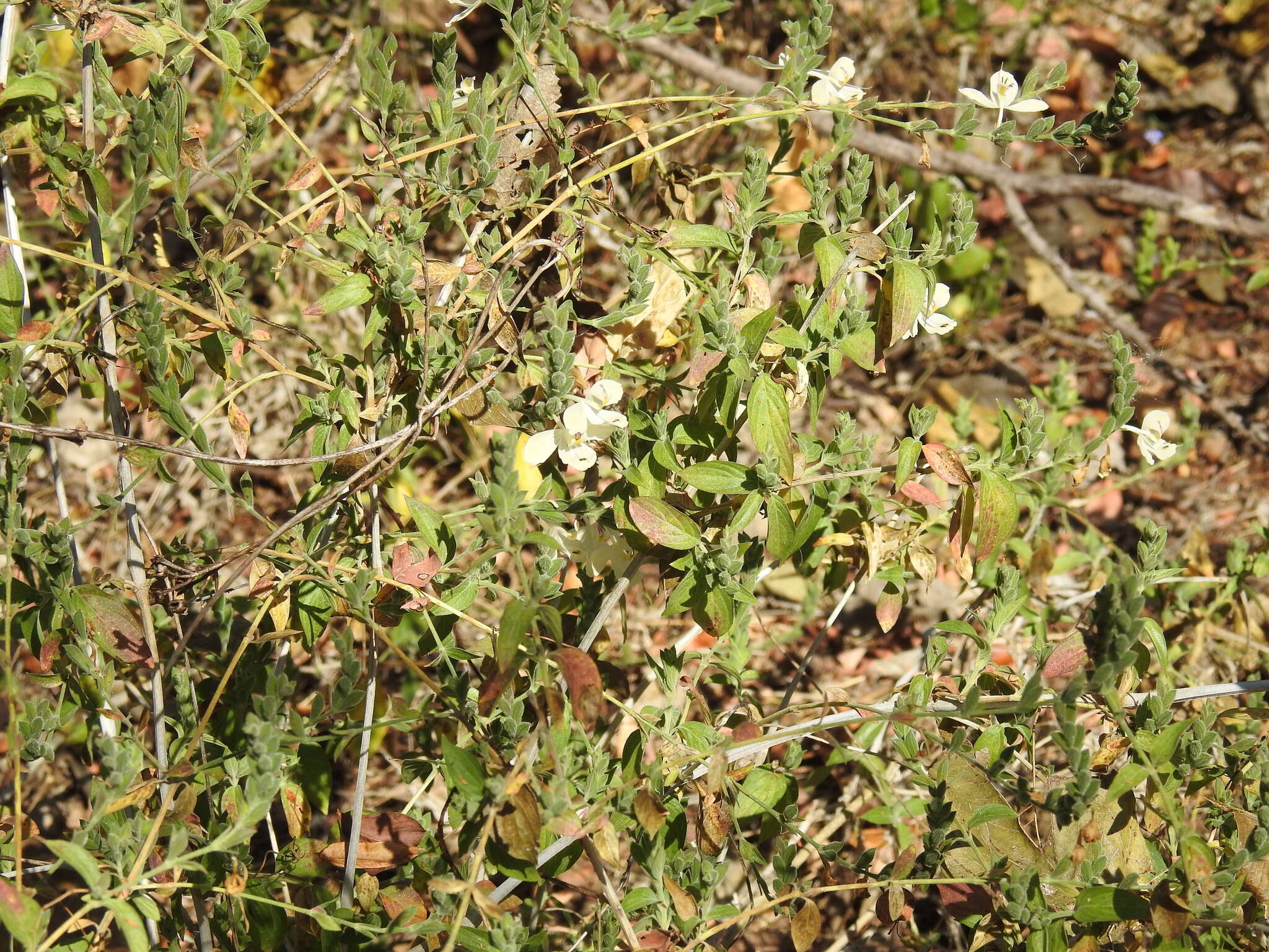 Image of Henrya tuberculosperma T. F. Daniel