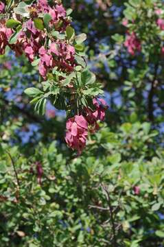 Image of Purple-pod cluster-leaf