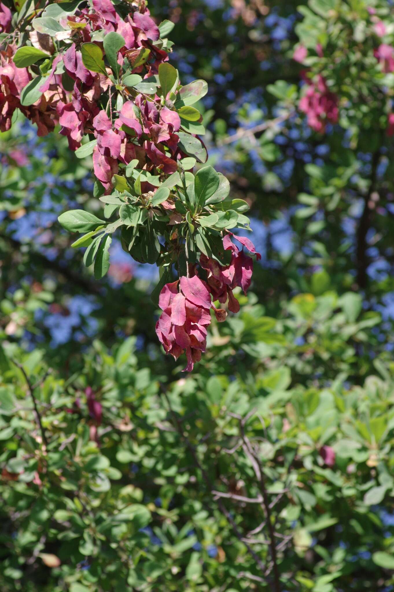 Image of Purple-pod cluster-leaf