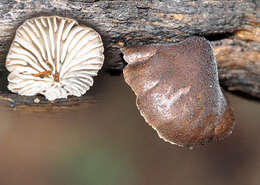 Hohenbuehelia cyphelliformis (Berk.) O. K. Mill. 1986 resmi