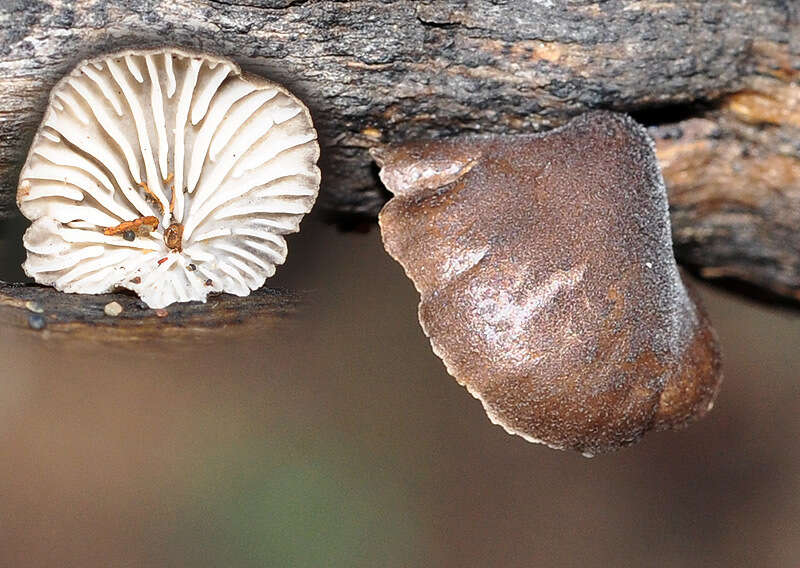 Hohenbuehelia cyphelliformis (Berk.) O. K. Mill. 1986 resmi