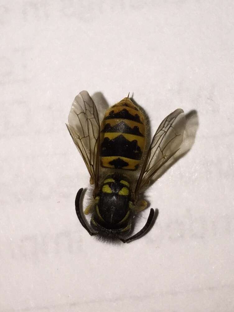 Image of German Wasp