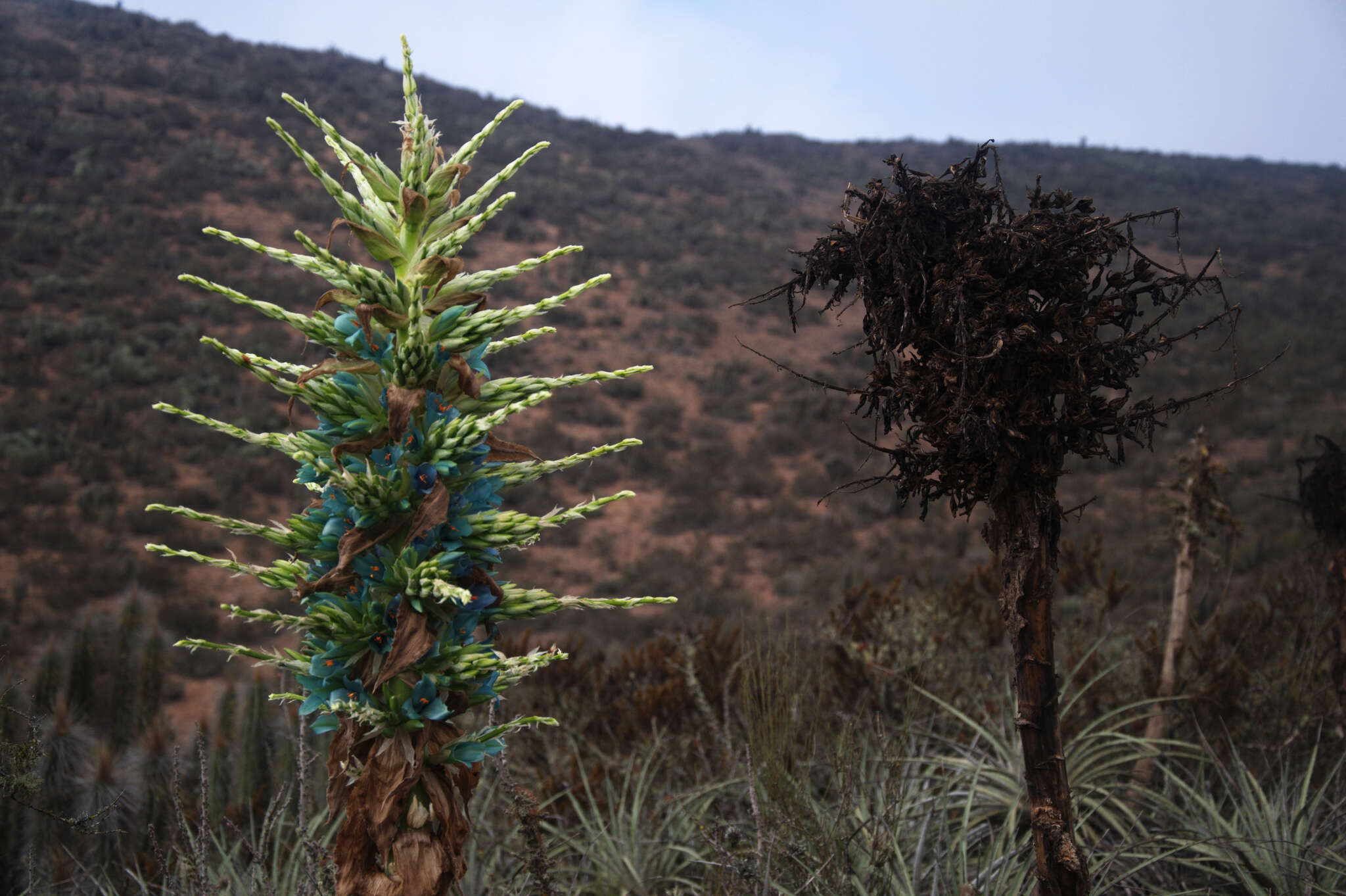 Puya alpestris subsp. zoellneri Zizka, J. V. Schneid. & Novoa的圖片