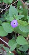 Image of Jamaican forget-me-not