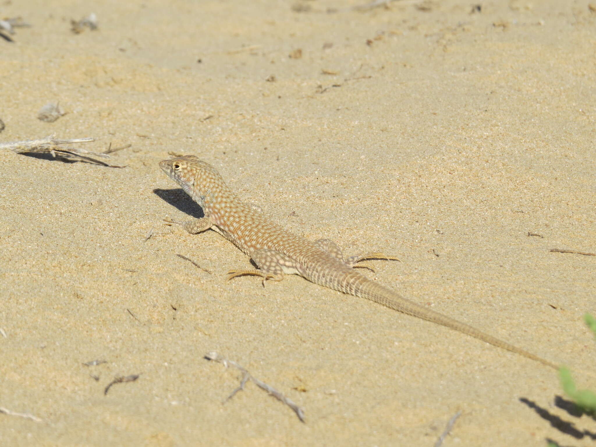 Image of Schmidt's Fringe-toed Lizard