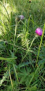 Image of Carduus defloratus subsp. defloratus