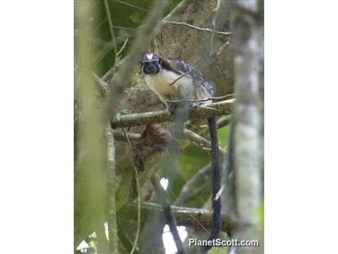 Image of Geoffroy's tamarin