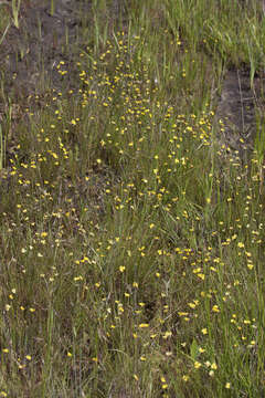 Image of Baldwin's Yellow-Eyed-Grass