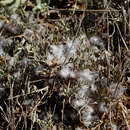 Image of Astragalus bethlehemiticus Boiss.