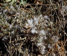 Imagem de Astragalus bethlehemiticus Boiss.