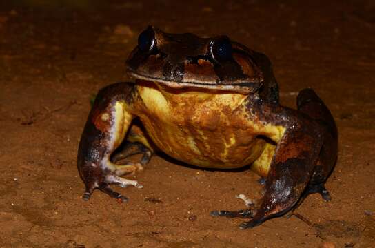 Trichobatrachus Boulenger 1900的圖片