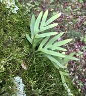 Image de Pleopeltis pleopeltifolia (Raddi) Alston