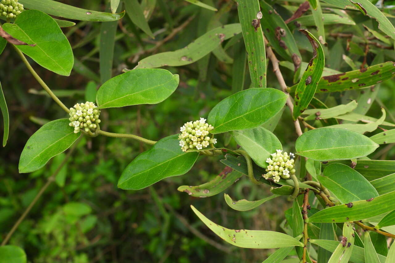 Image of Marsdenia tinctoria R. Br.