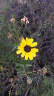 Sivun Encelia californica Nutt. kuva