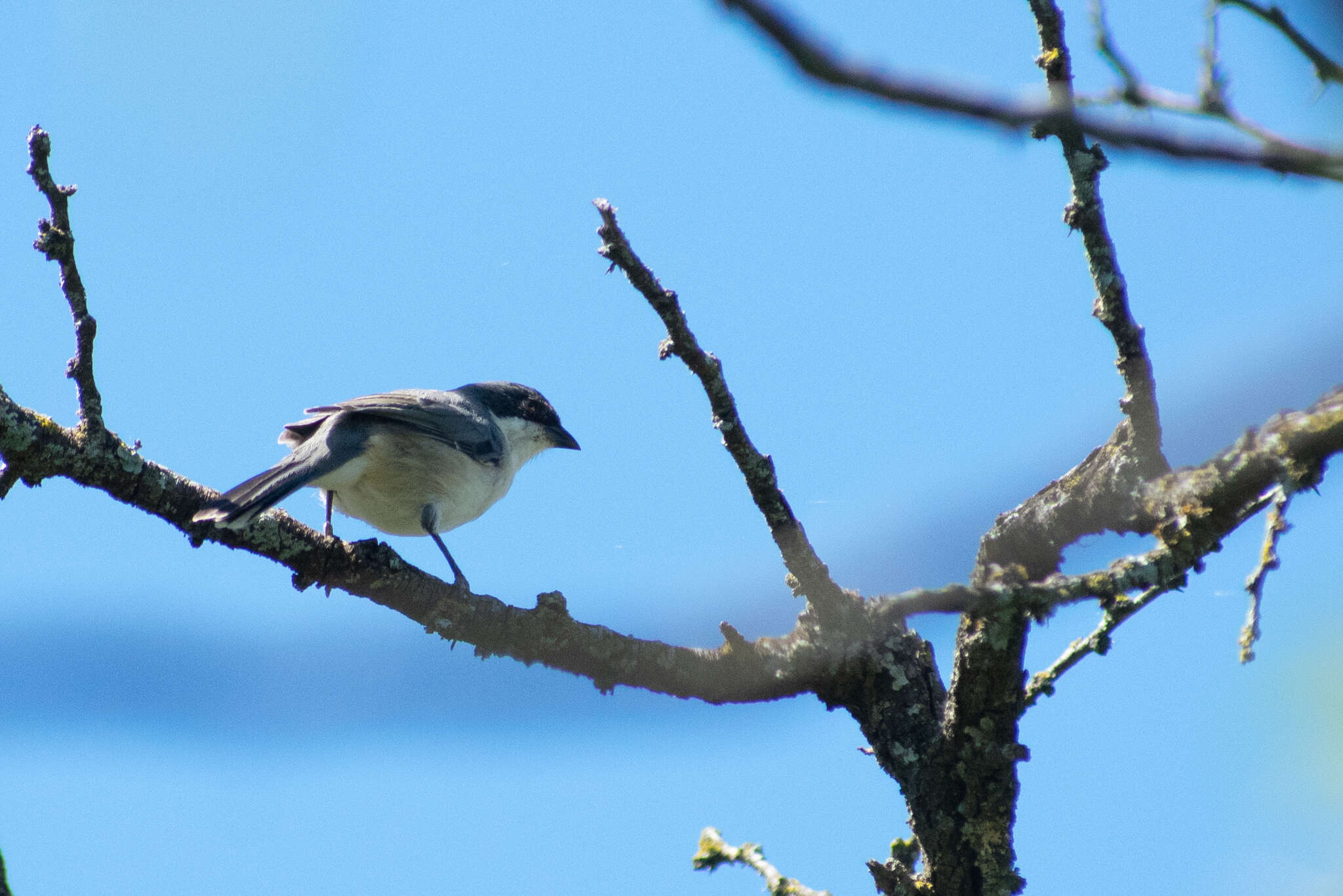 Image of Black-capped Warbling Finch