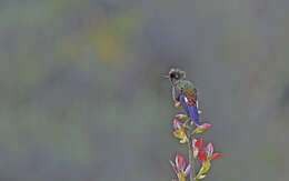 Image of Rainbow-bearded Thornbill