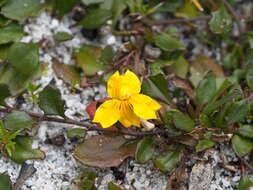 Sivun Goodenia lanata R. Br. kuva