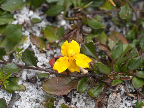 Image of Goodenia lanata R. Br.