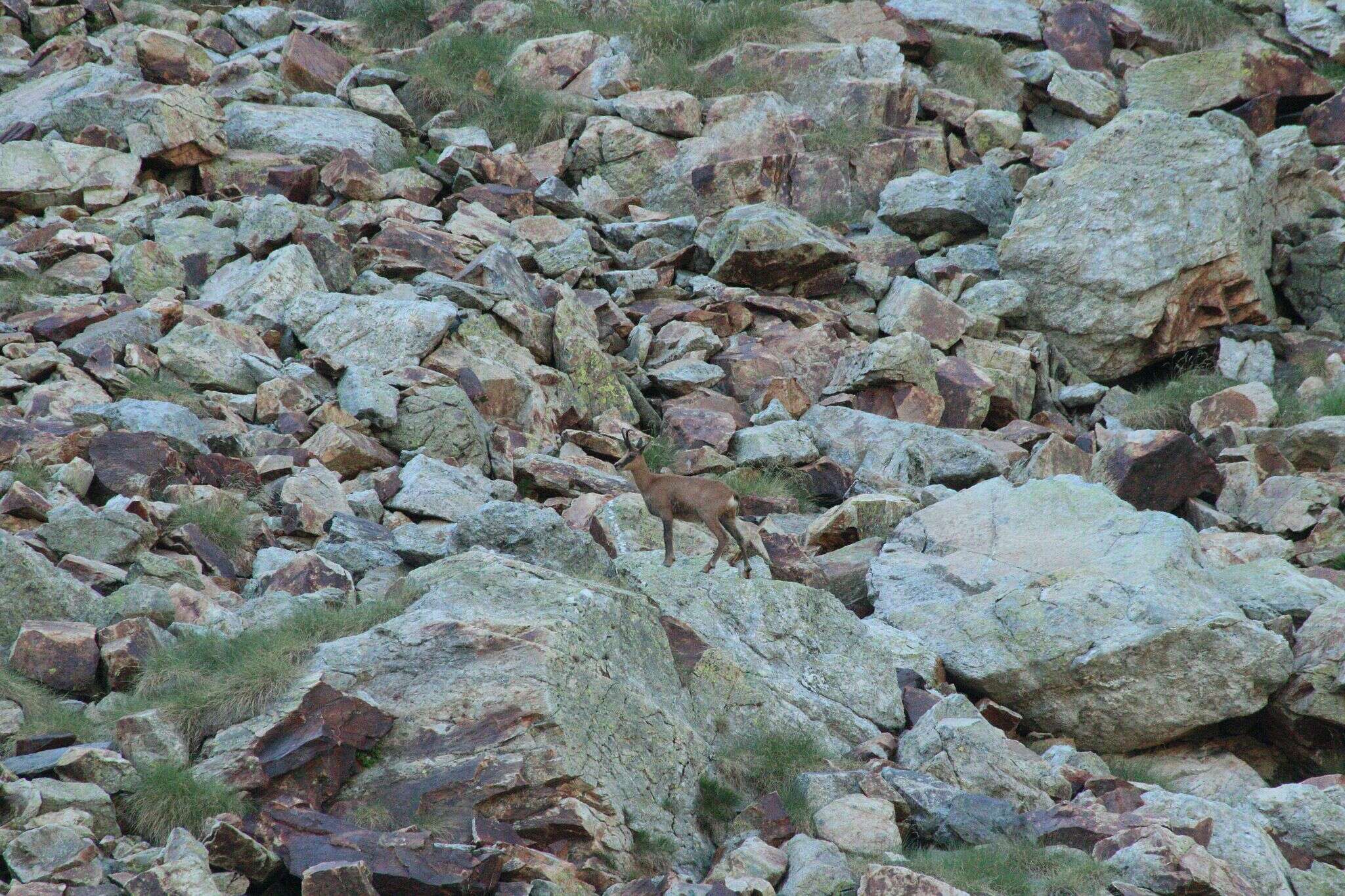 Image of Abruzzo Chamois