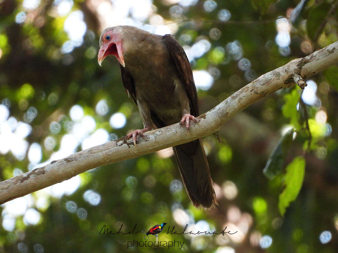 Image of Grey Crow