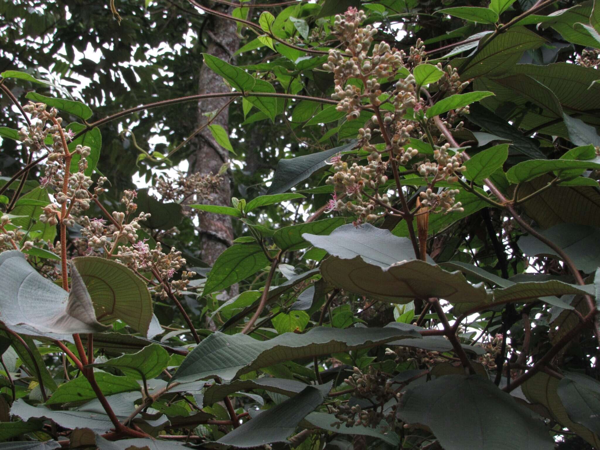 Image of Miconia bubalina (D. Don) Naud.