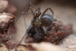 Image de Pholcophora americana Banks 1896